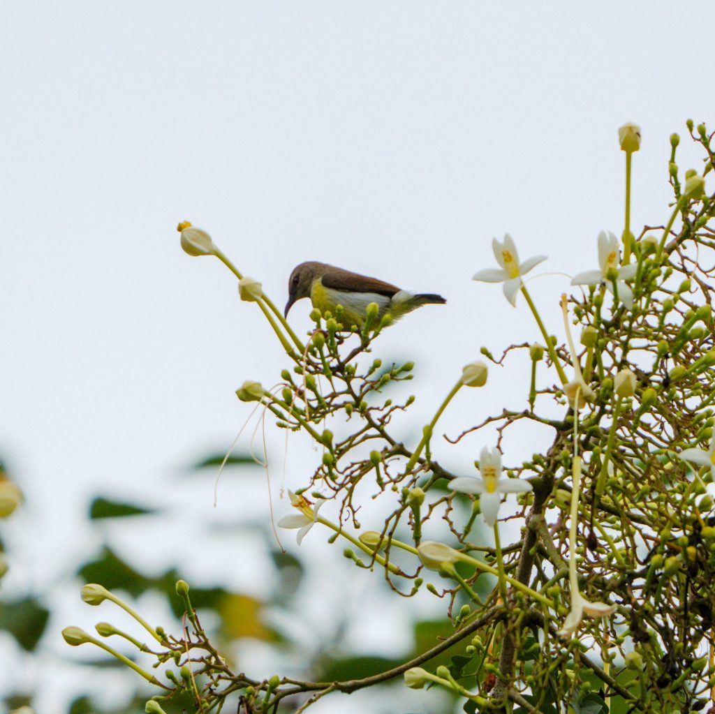 Ornate Sunbird