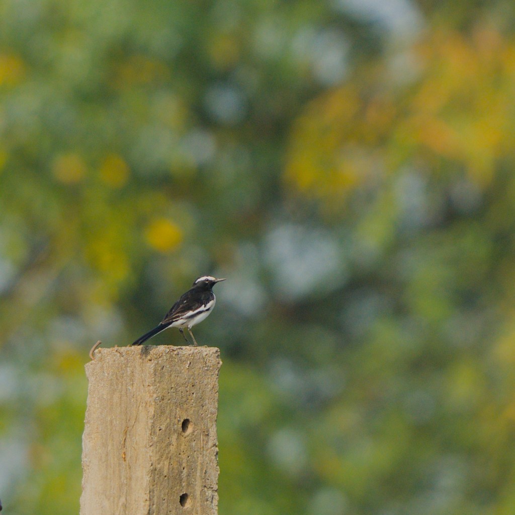 White Browed wagtail