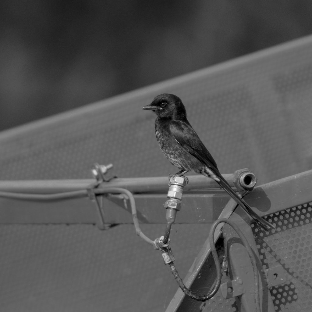 Drongo in Black and&nbsp;white