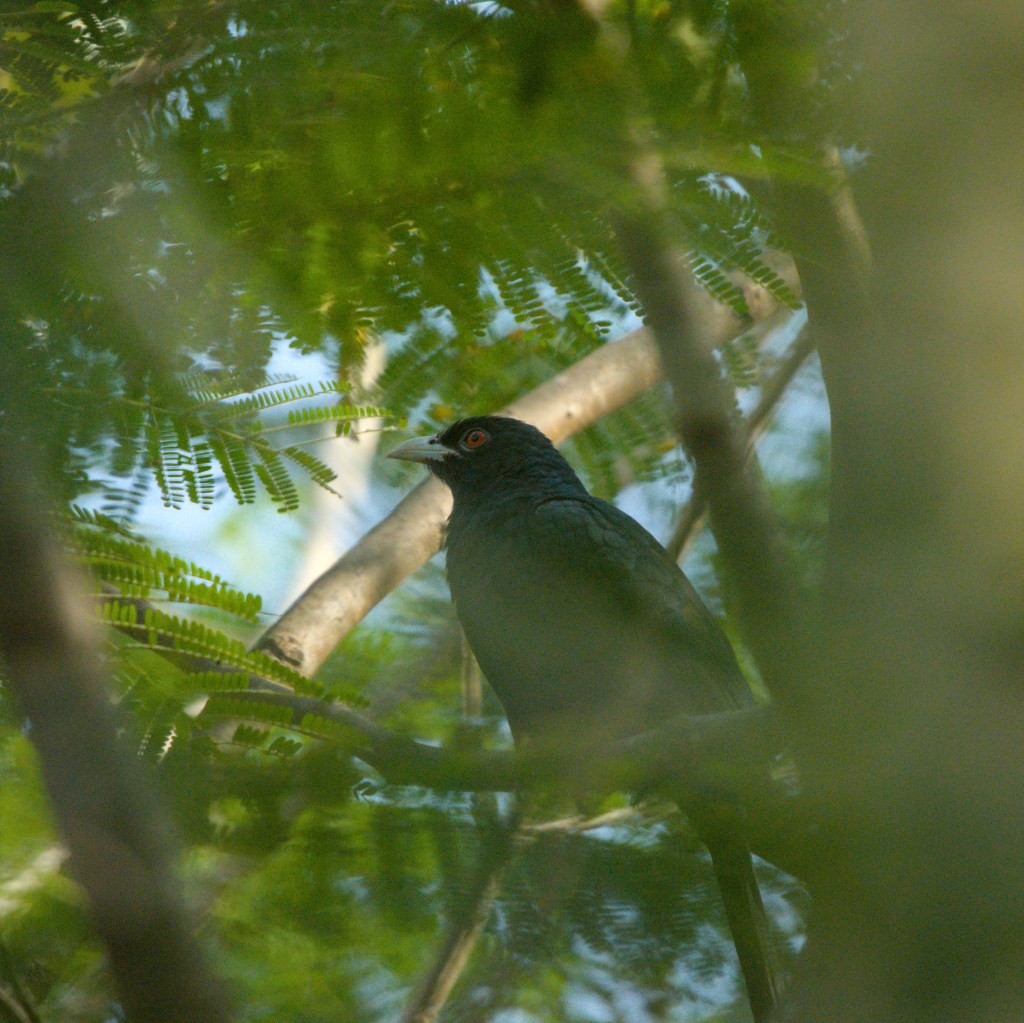 Focus on the&nbsp;eye