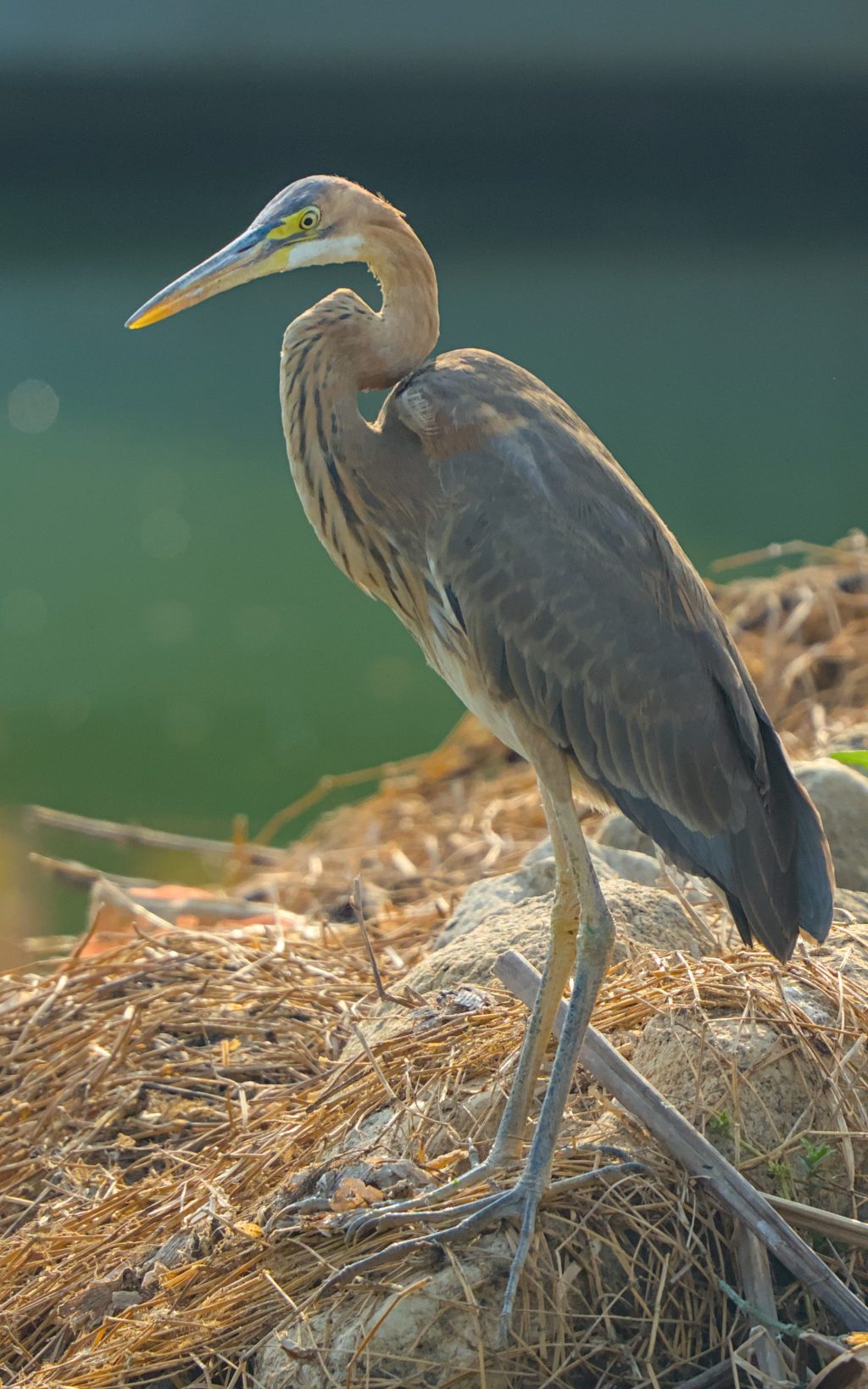 Up Close: Purple&nbsp;heron.