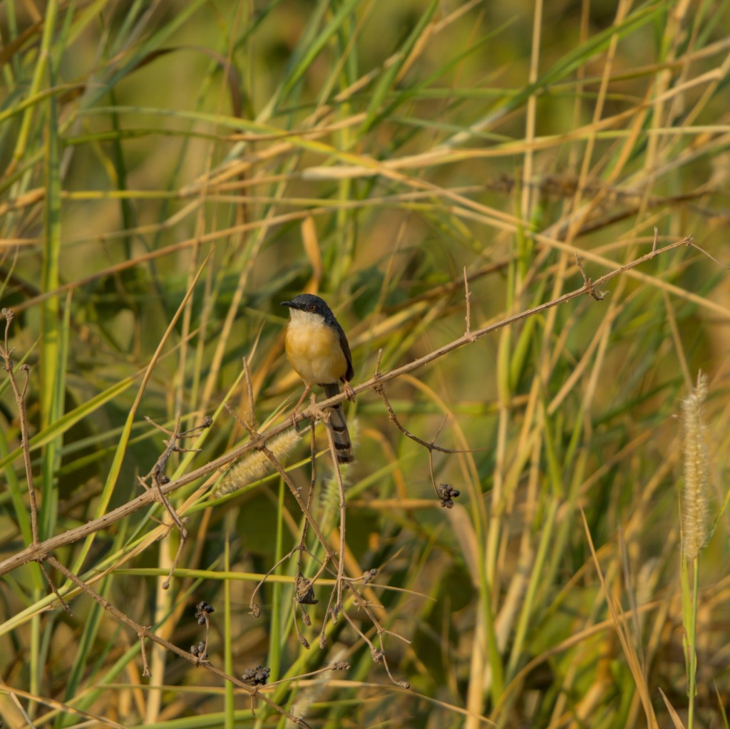 Ashy Prinia