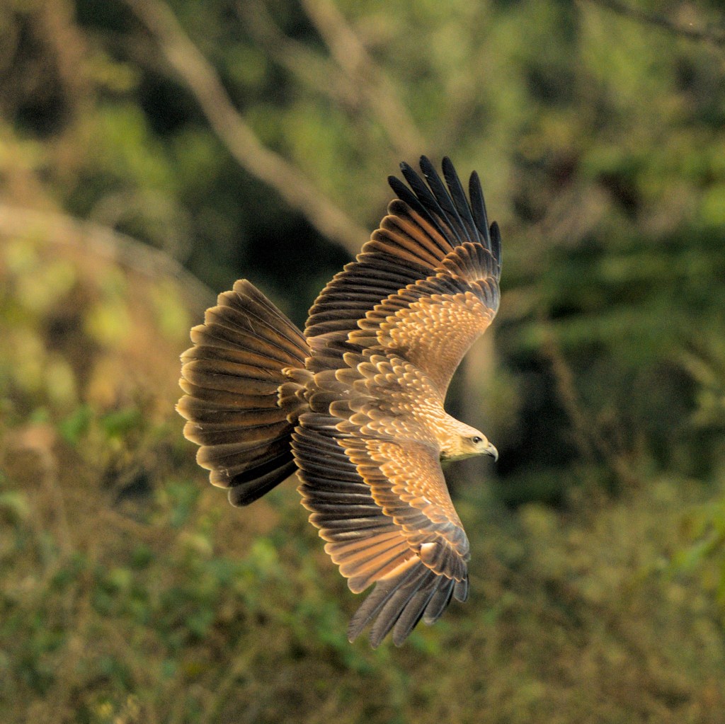 Black Kite :&nbsp;Fanning?