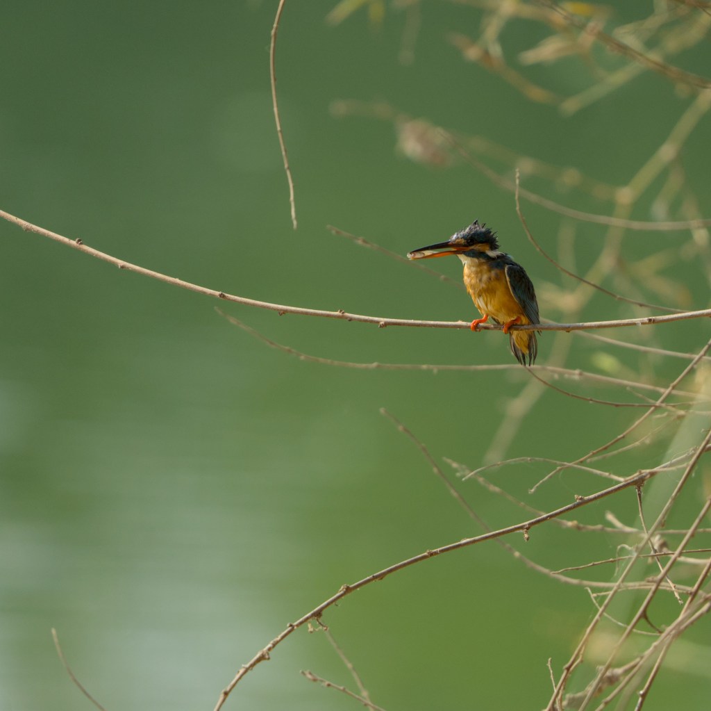 KingFisher fishing