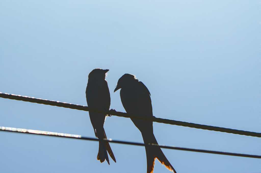 Silhouettes on a&nbsp;wire