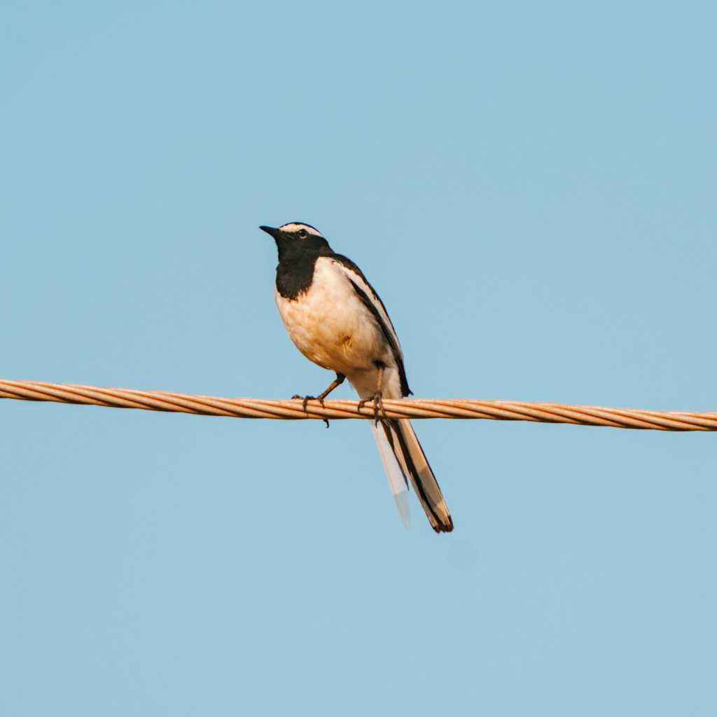 White Browed wagtail
