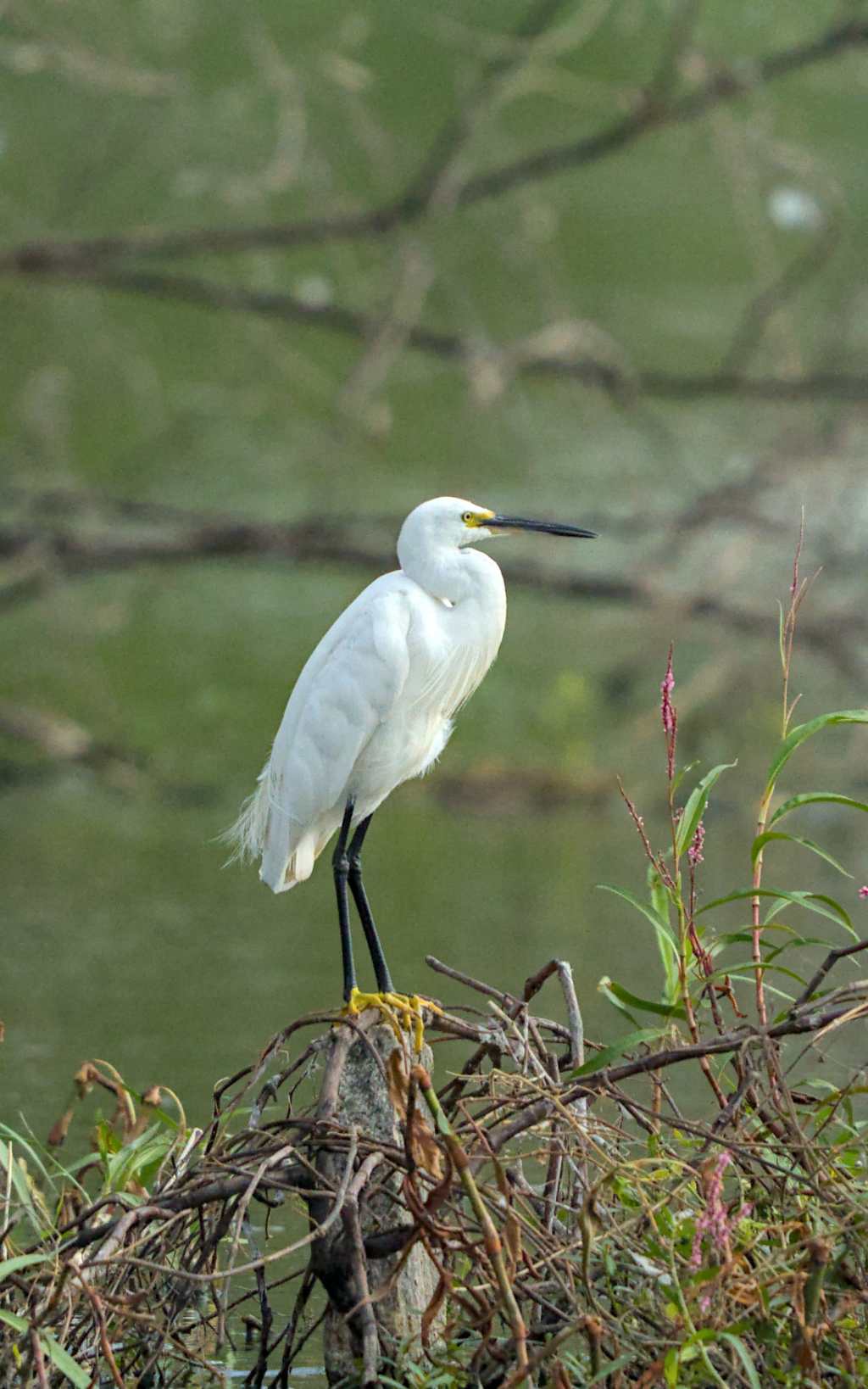 Little Egret