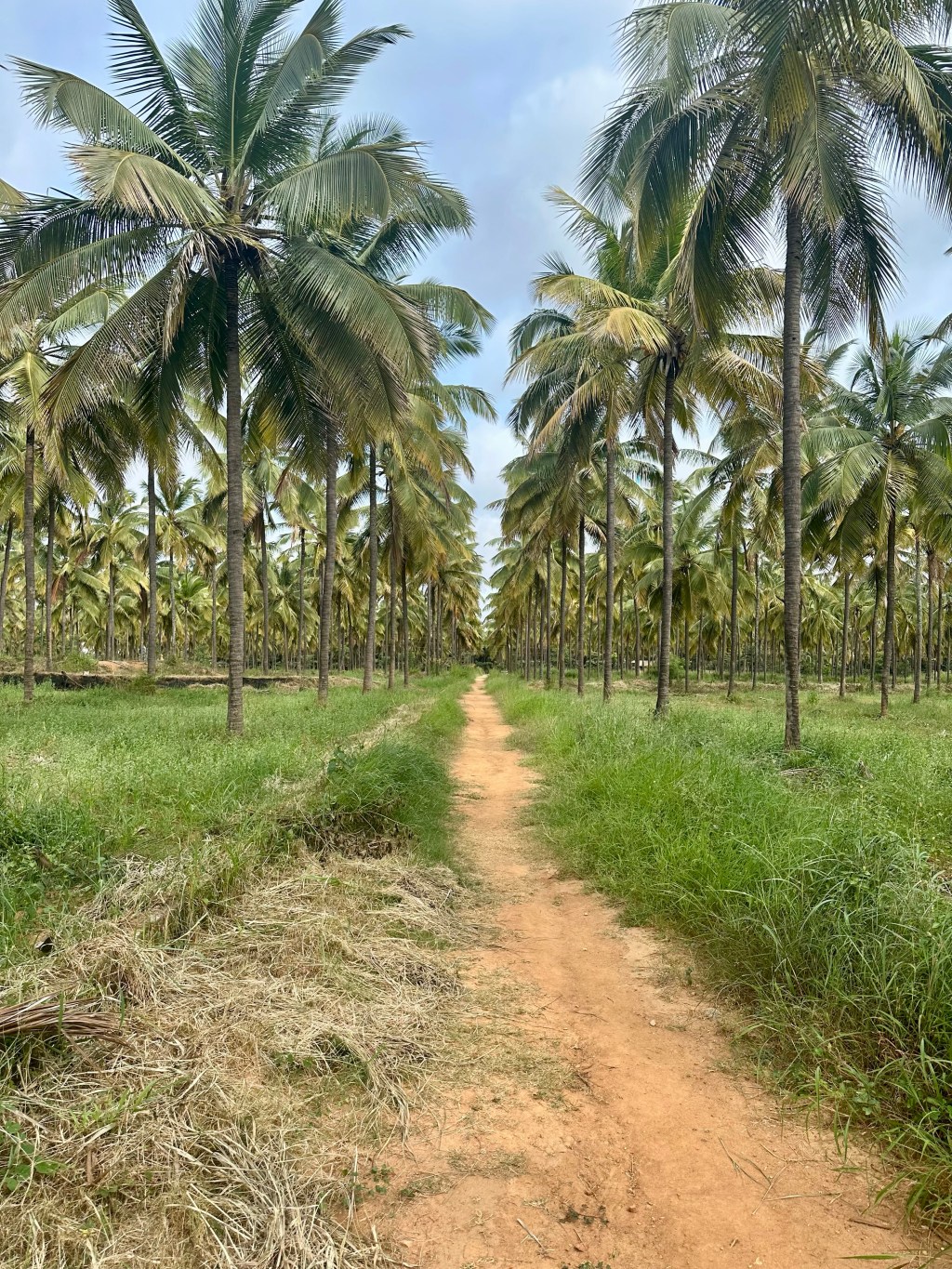 Trail run at the&nbsp;park