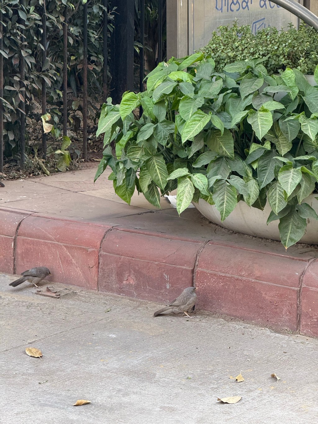 Yellow-billed Babbler
