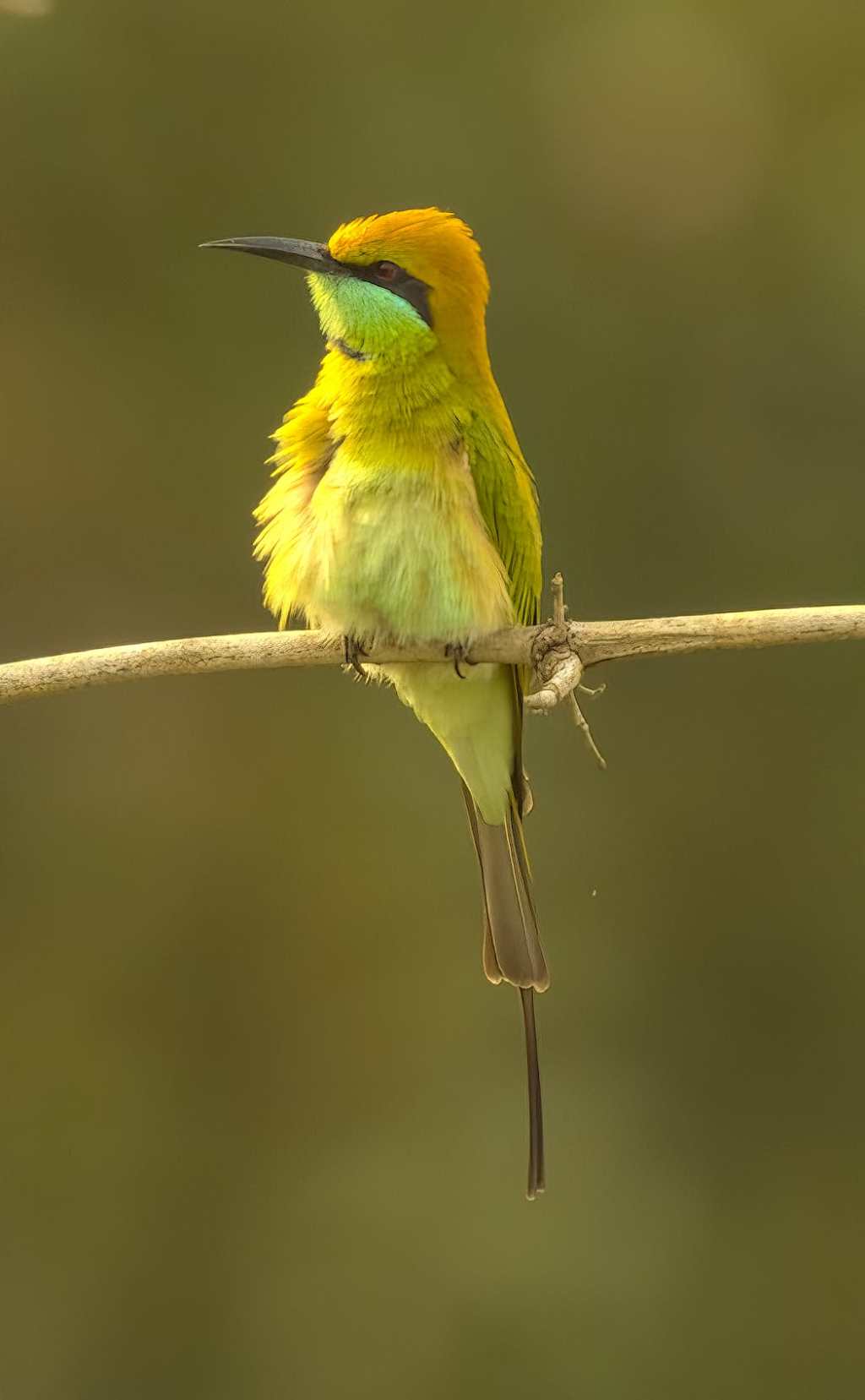 Close Up: Bee&nbsp;Eater