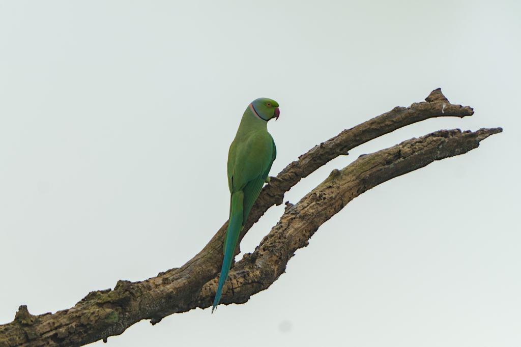 Rose-ringed parakeet