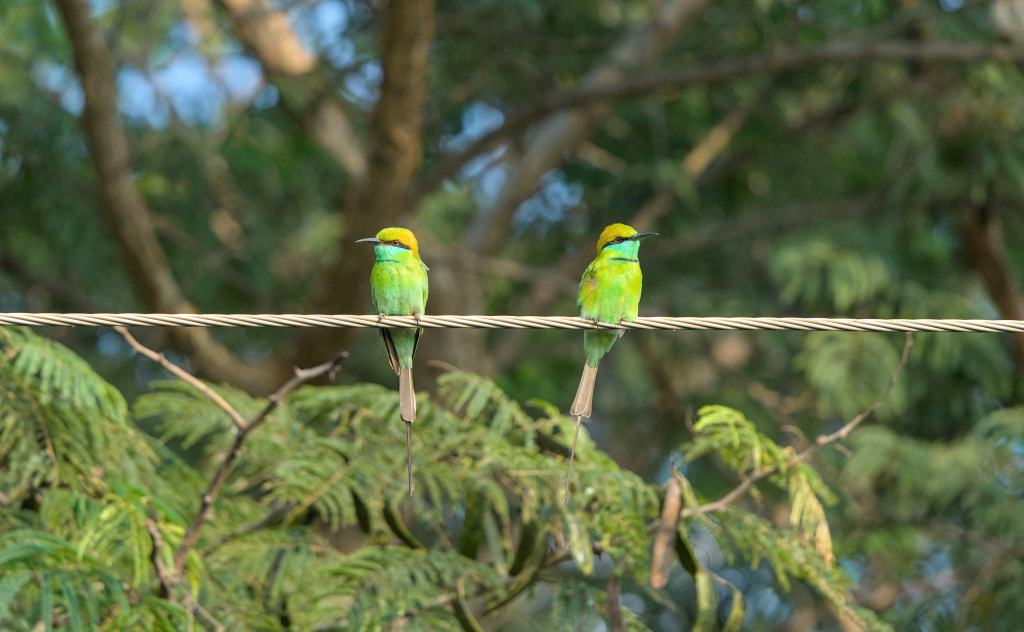 Pair of bee-eaters