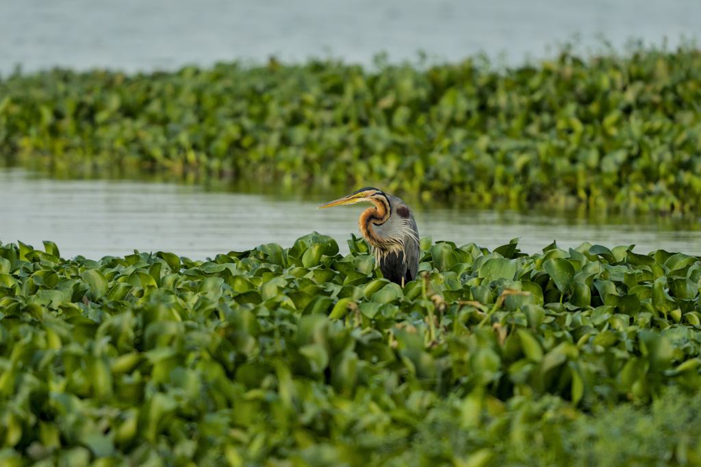 Purple Heron sightings