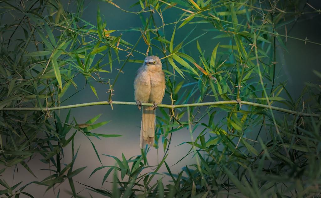 Large Gray Babbler&nbsp;posing