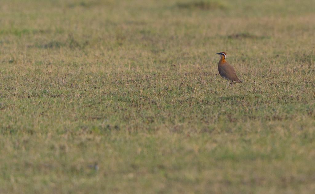 Indian Courser