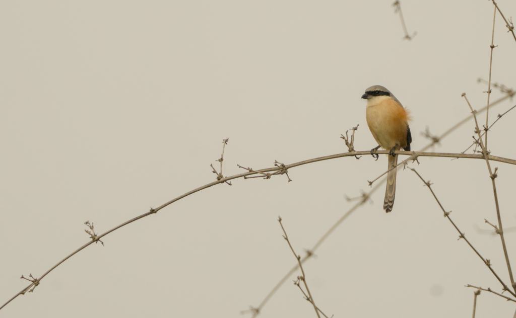 Long Tailed shrike