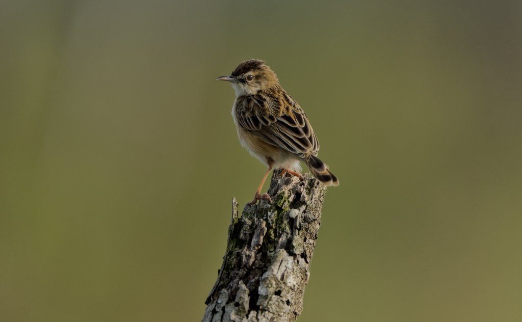 Zitting Cisticola