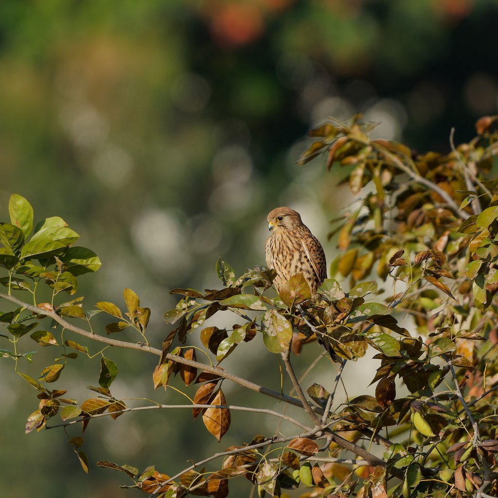 Common Kestrel