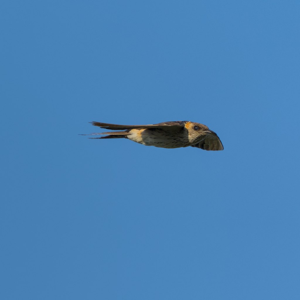 Swallow in flight