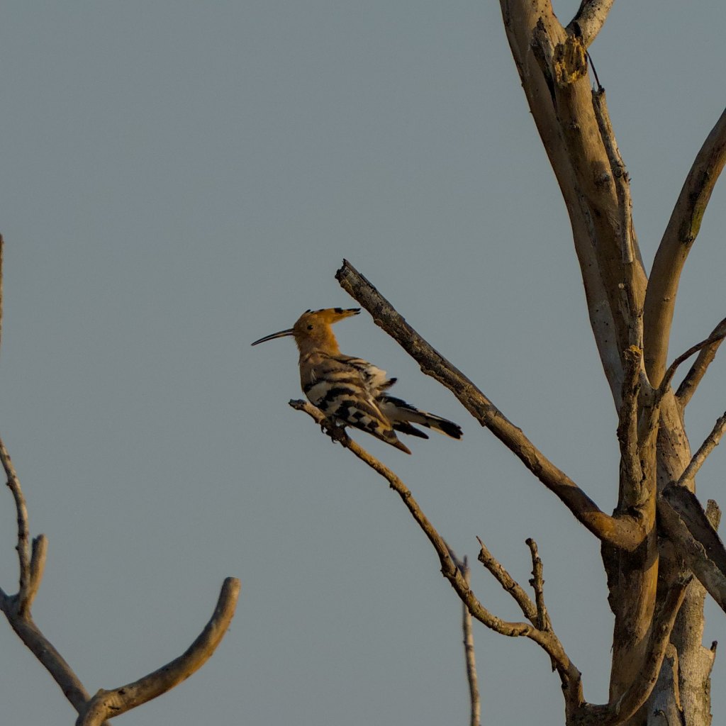 Hoopoe
