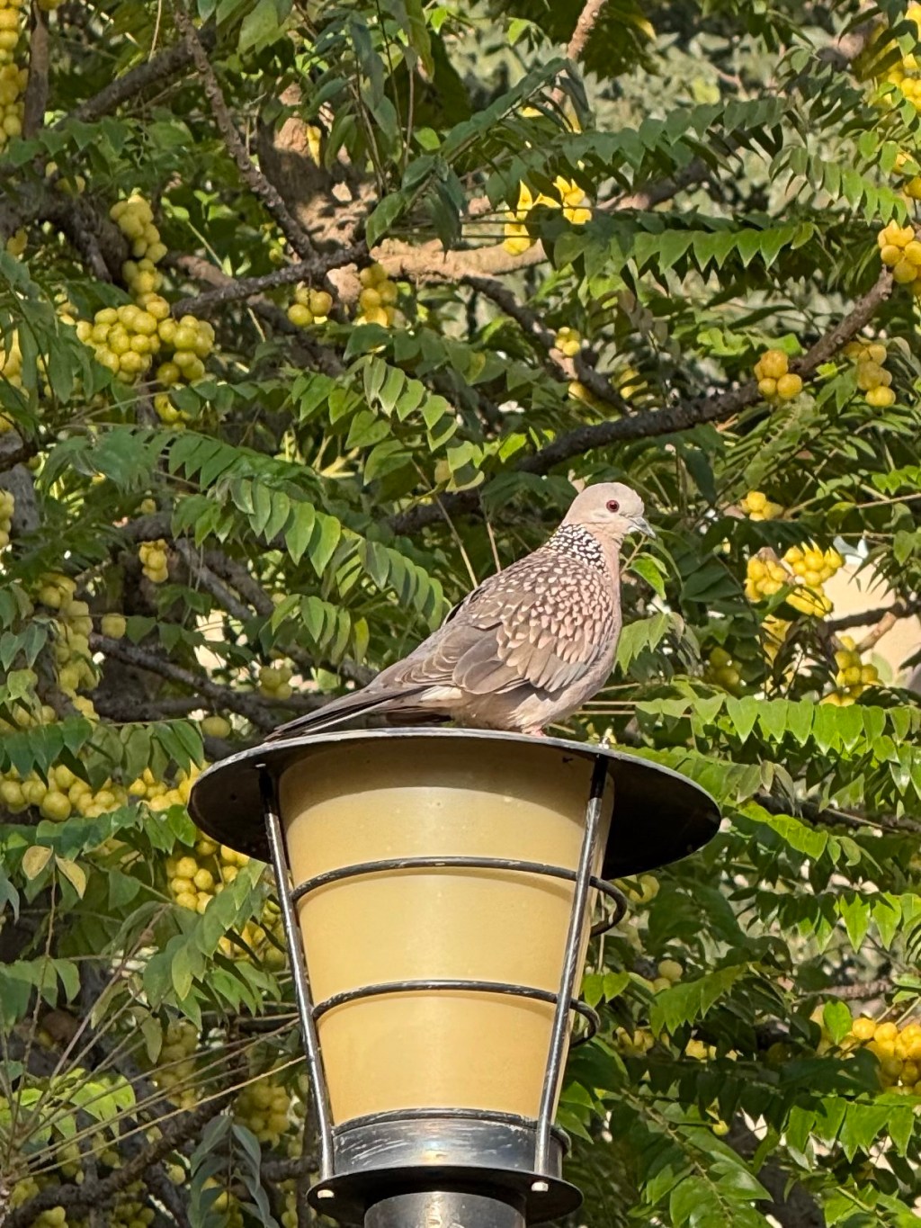 Dove on a&nbsp;lamp