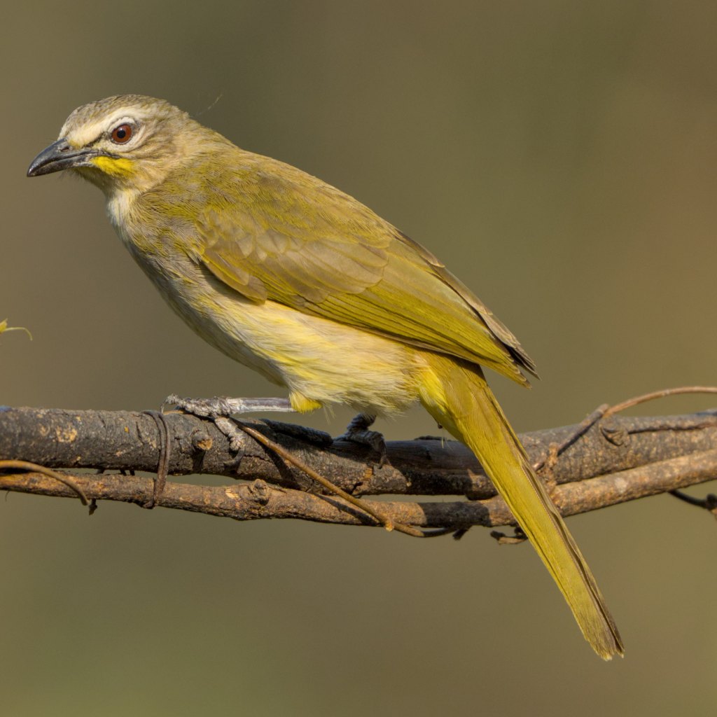 White-browed bulbul