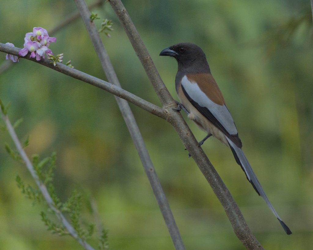 Rufous Treepie