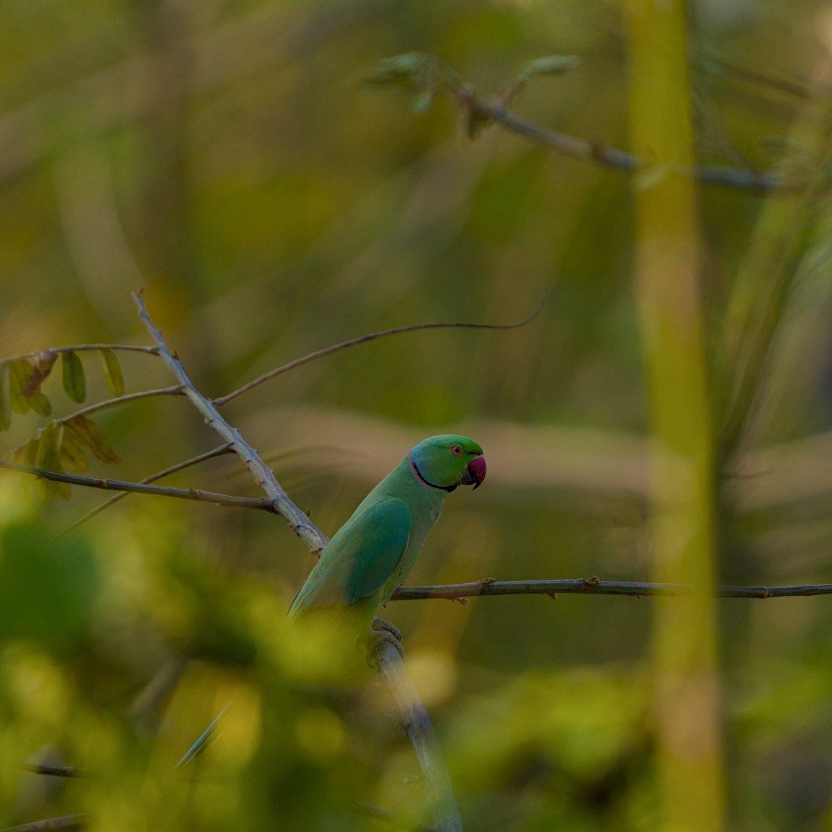 A parakeet|Saru's photo blog