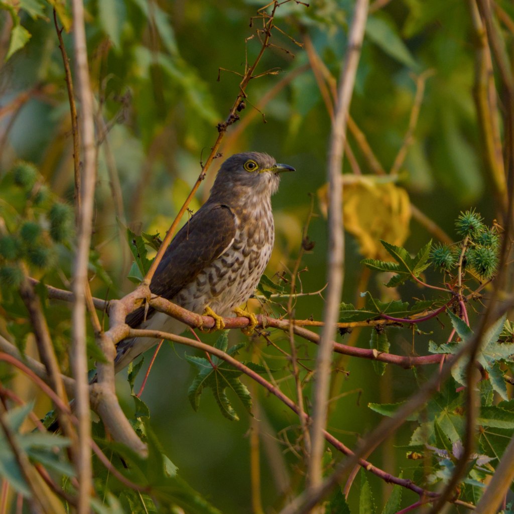 Common hawk cuckoo