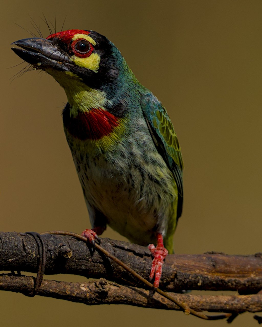 Up close : Coppersmith&nbsp;barbet