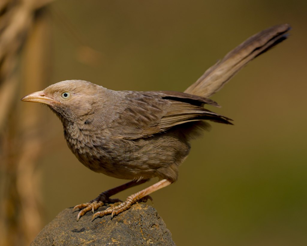 Close up:  Yellow billed&nbsp;babbler