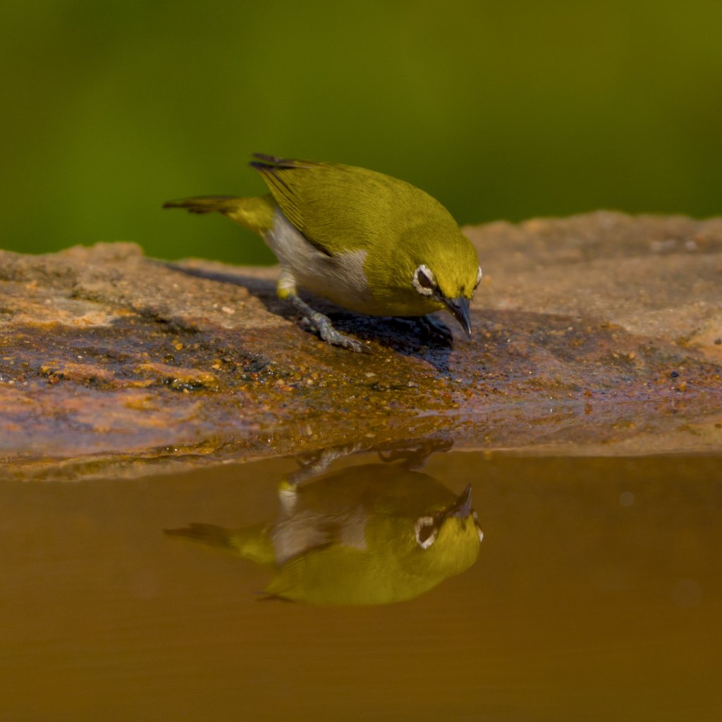 A thirsty White&nbsp;eye