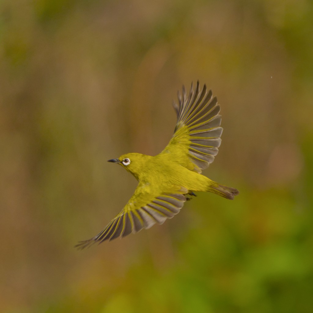 Playful whiteeye