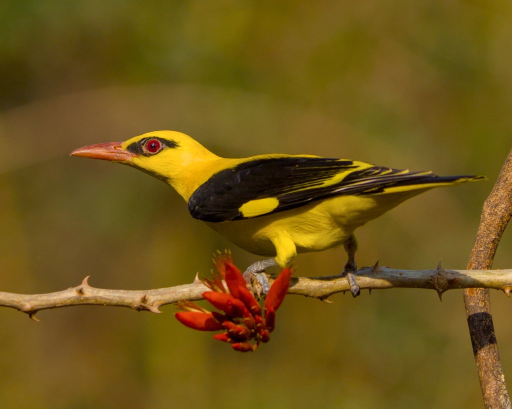 Golden Oriole