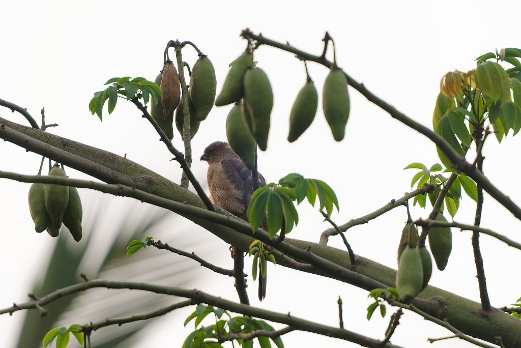 Shikra in the&nbsp;mix