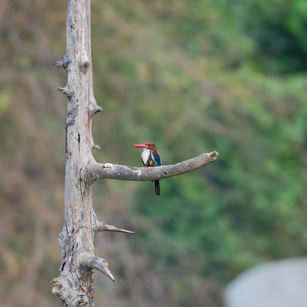 Drenched- White throated&nbsp;kingfisher