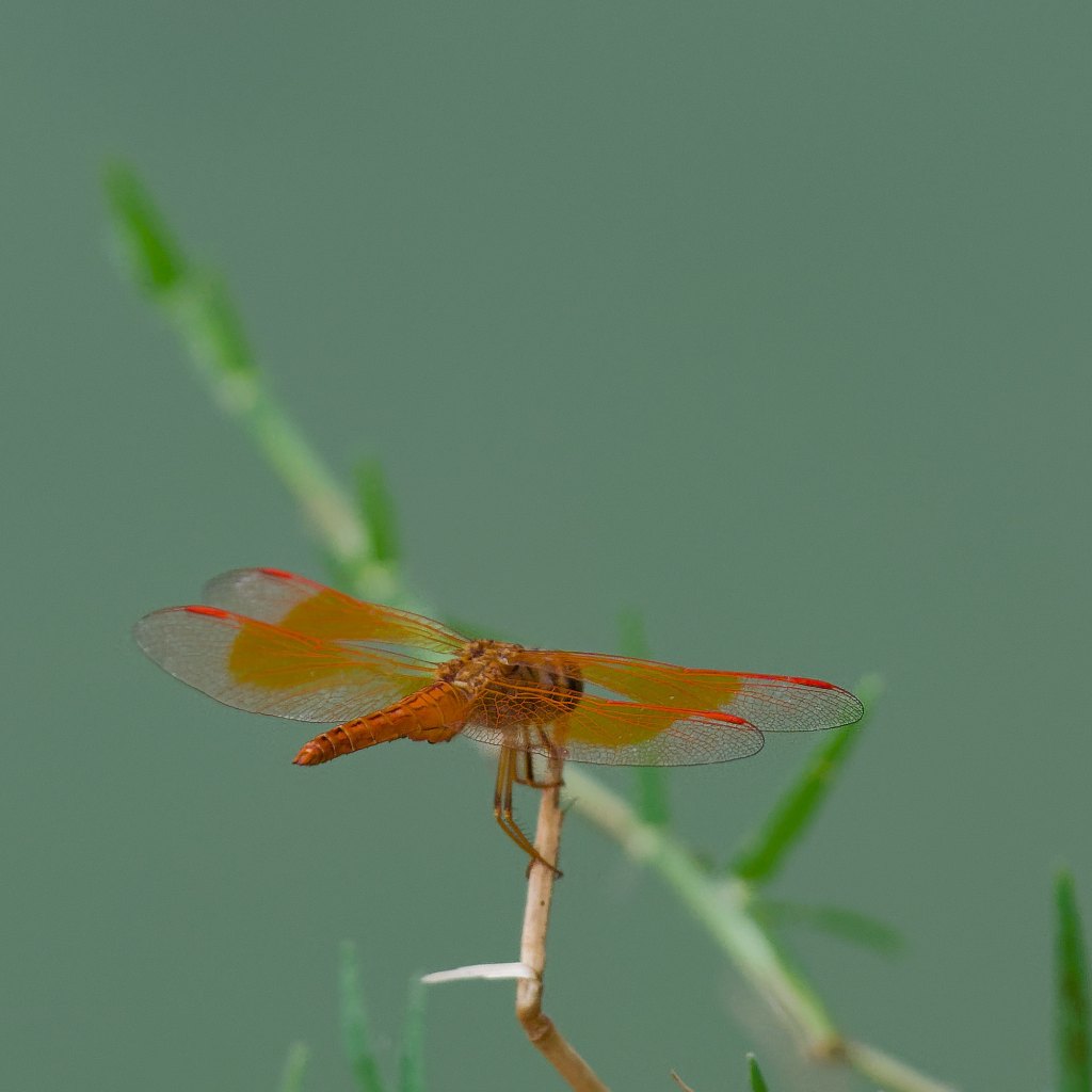 A dragonfly