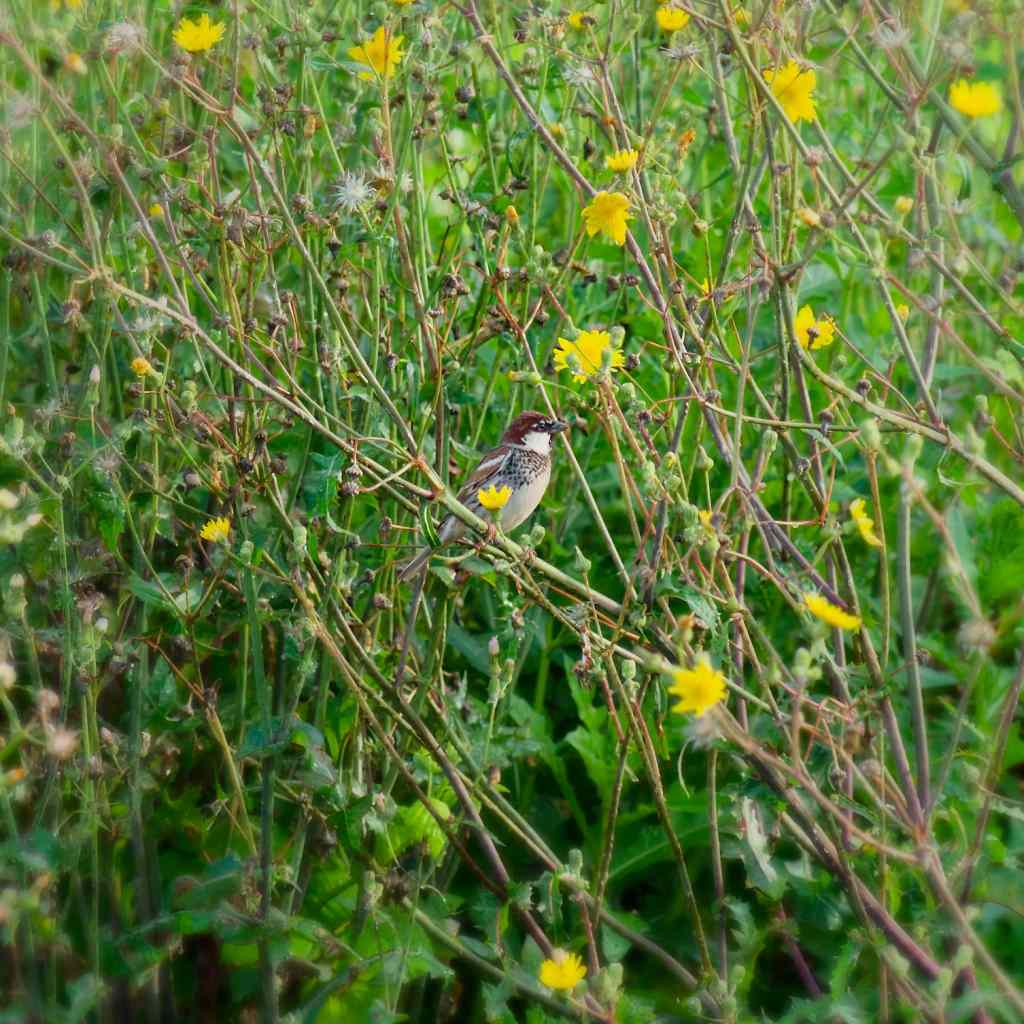Spanish Sparrow
