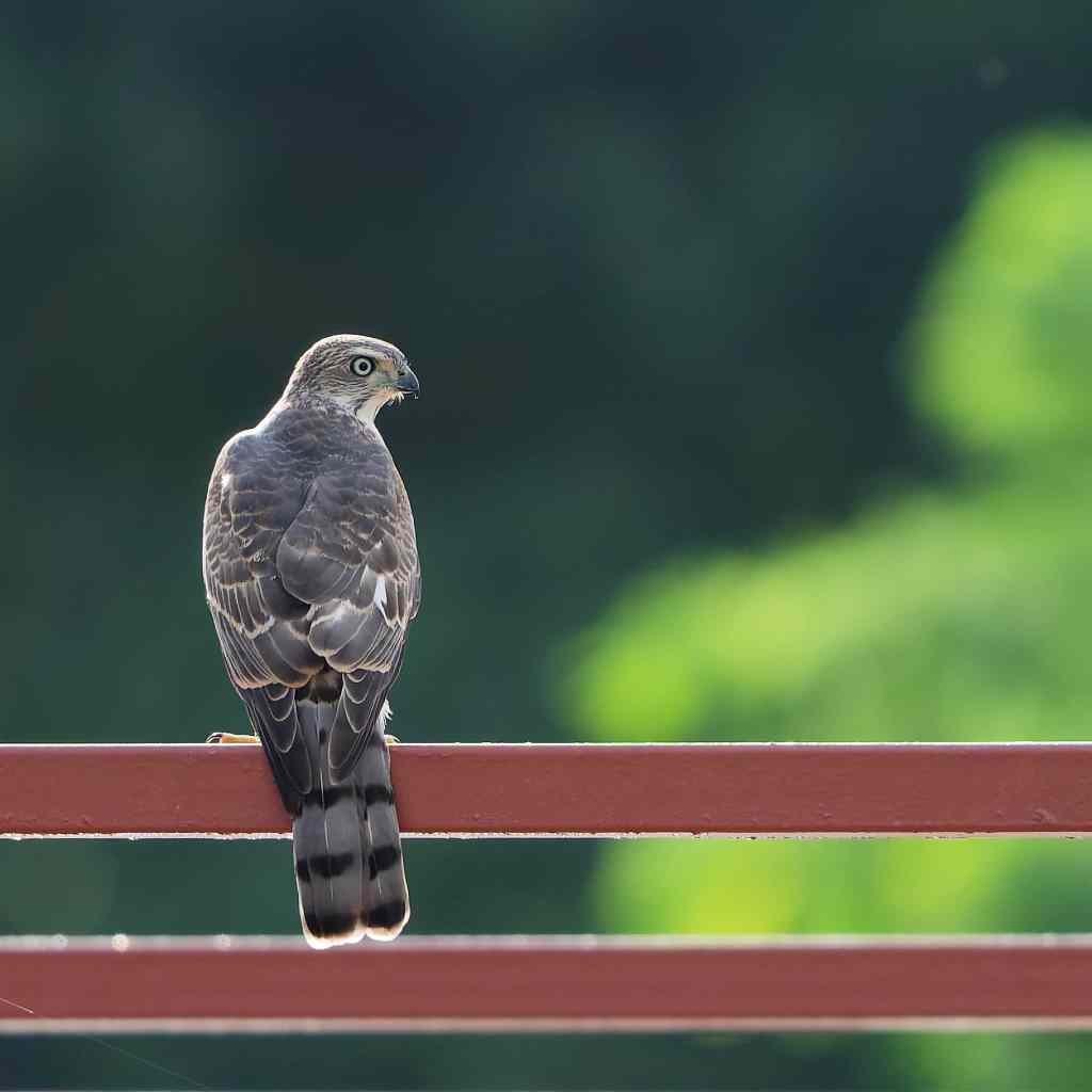 Juvenile Shikra posing