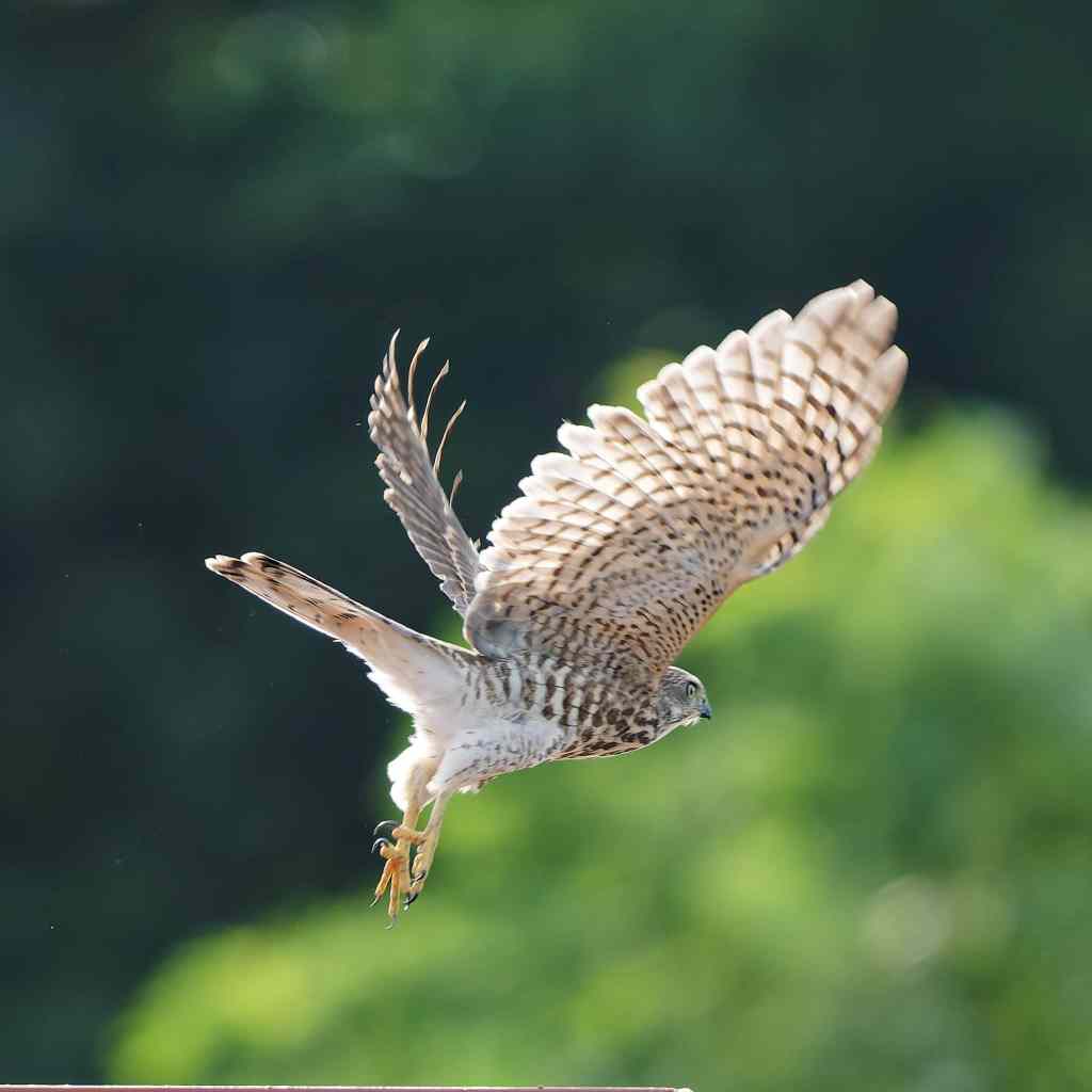 Juvenile Shikra in&nbsp;flight