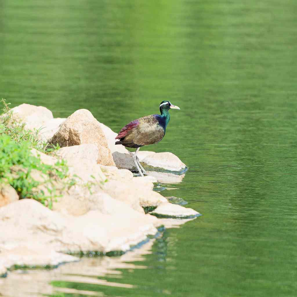 Bronze winged Jackana