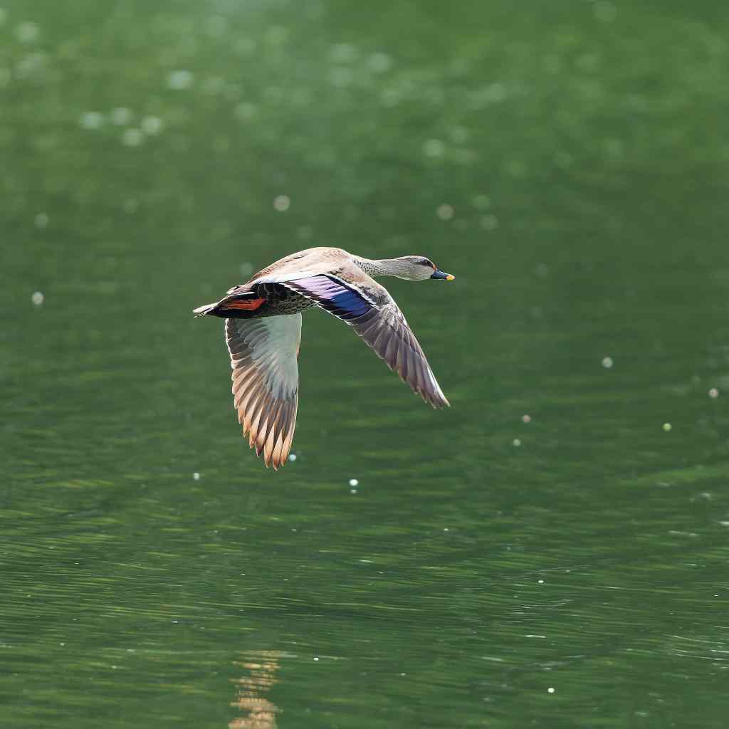 Spot billed duck in&nbsp;flight
