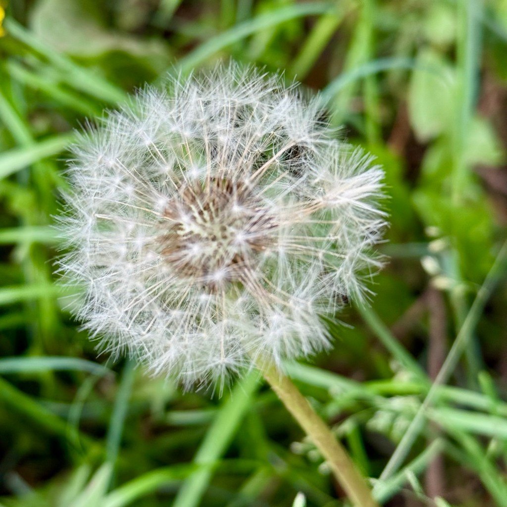 Dandelion