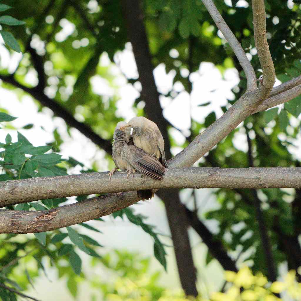 Same birds , different&nbsp;emotions