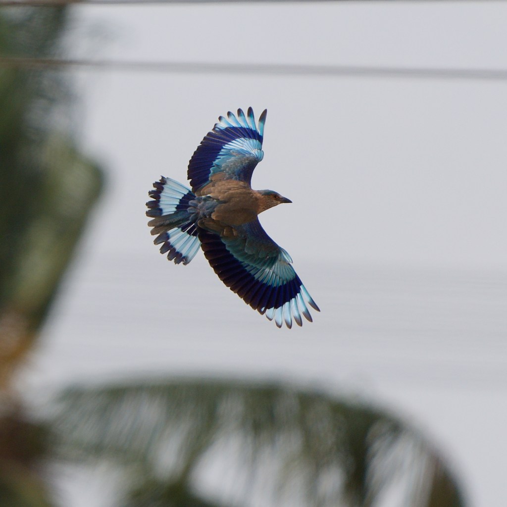 How is that for spreading my&nbsp;wings?