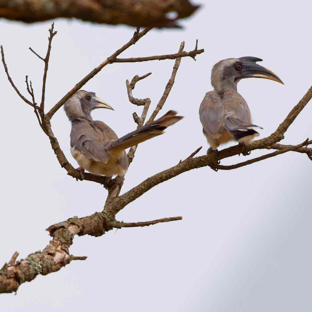 Pair of hornbills