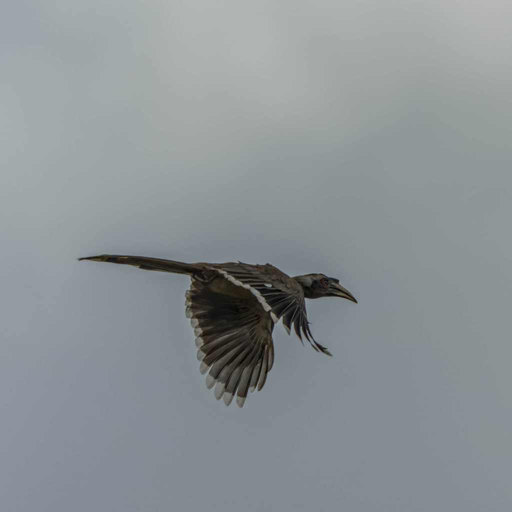 Grey Hornbill in&nbsp;flight