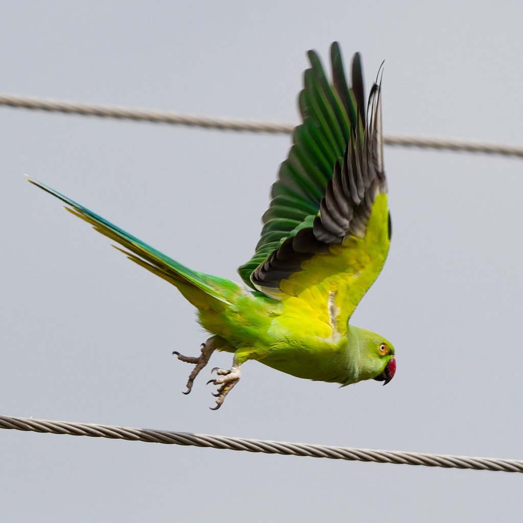 Parrot taking off