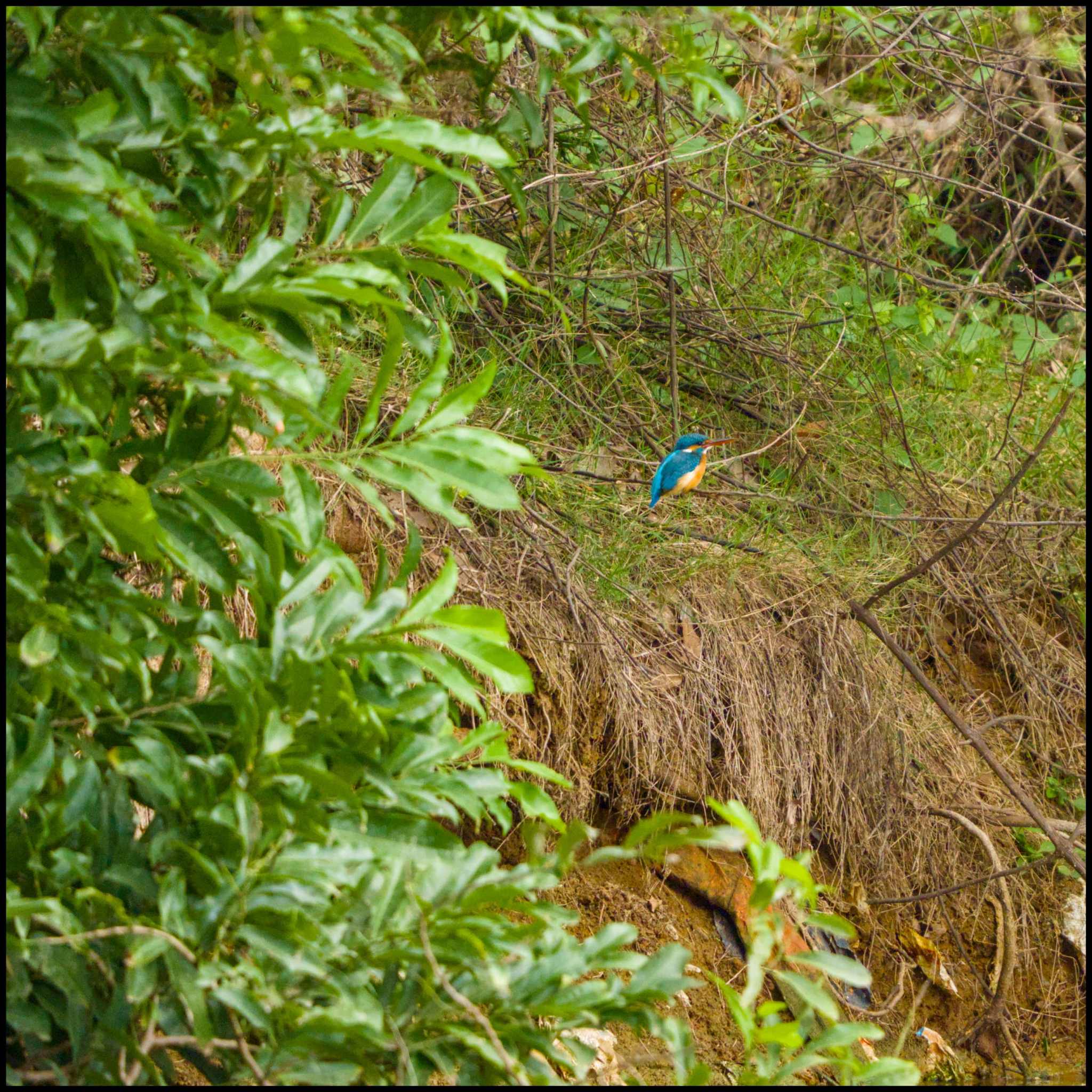 Do you see the tiny fellow?|Saru's photo blog