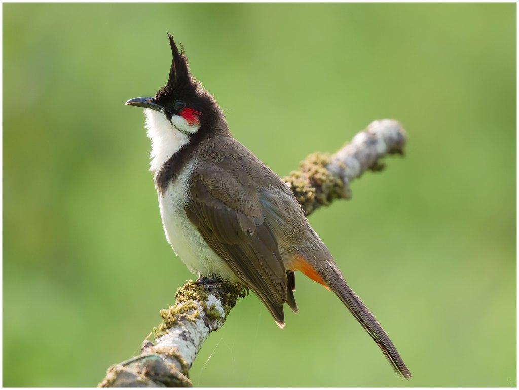 Red-whiskered bulbul